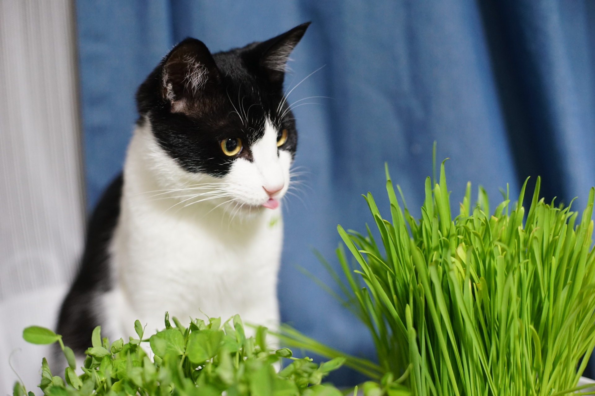 キャットニップを噛むことで猫が高い防虫力を獲得