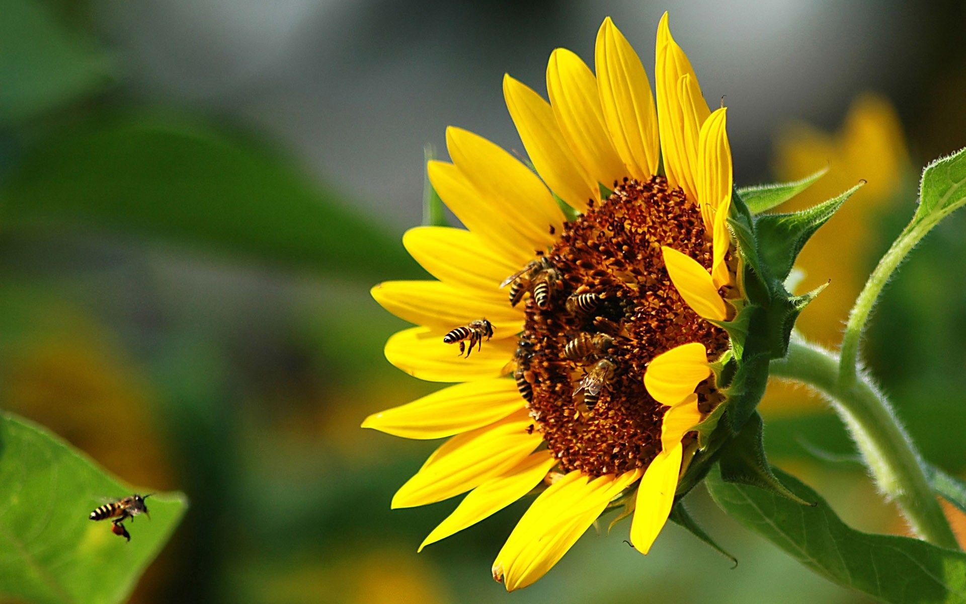 何千もの盗まれたミツバチが捕獲を逃れ、帰路につく