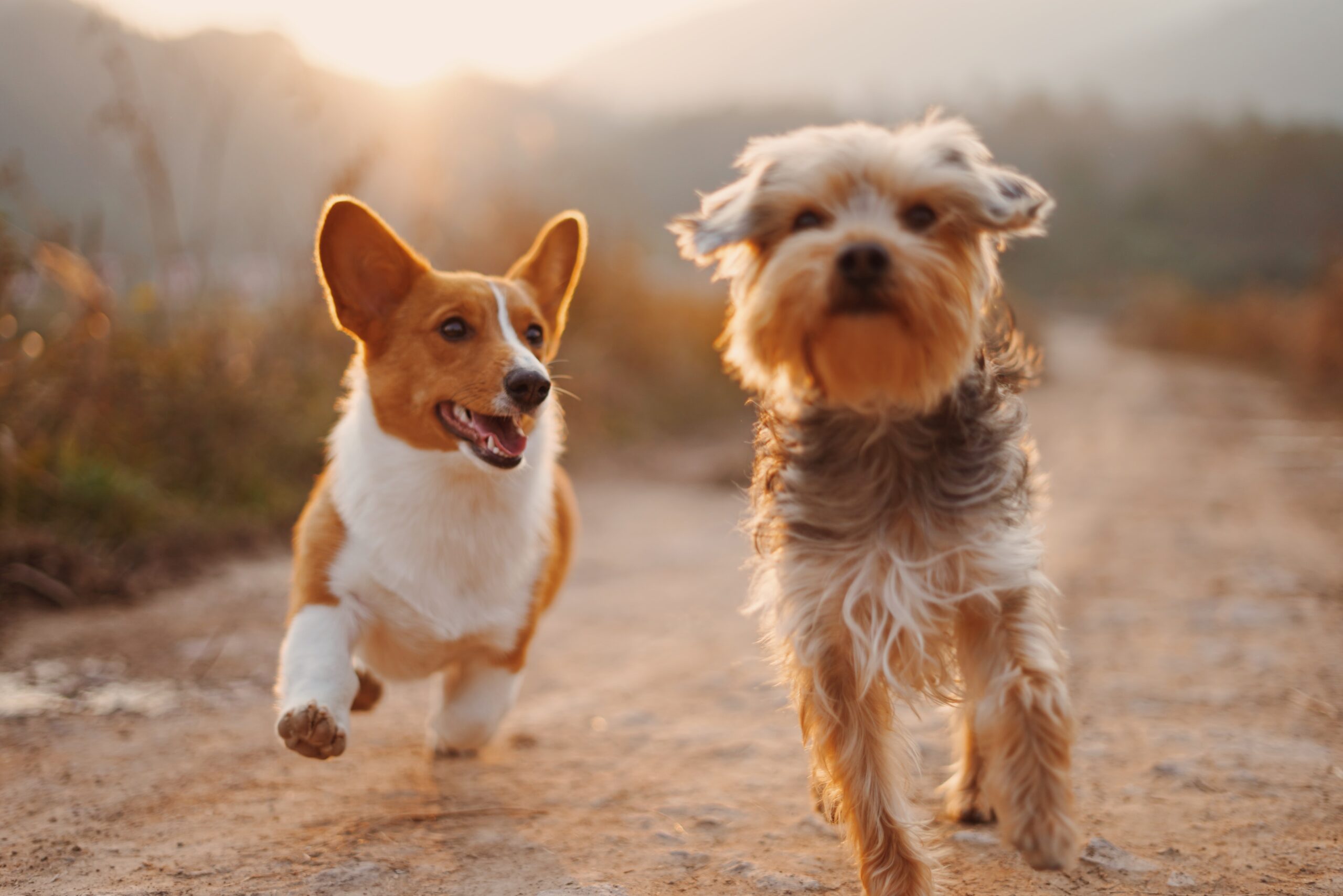 犬の優れた嗅覚を解剖学的に明らかにした研究報告