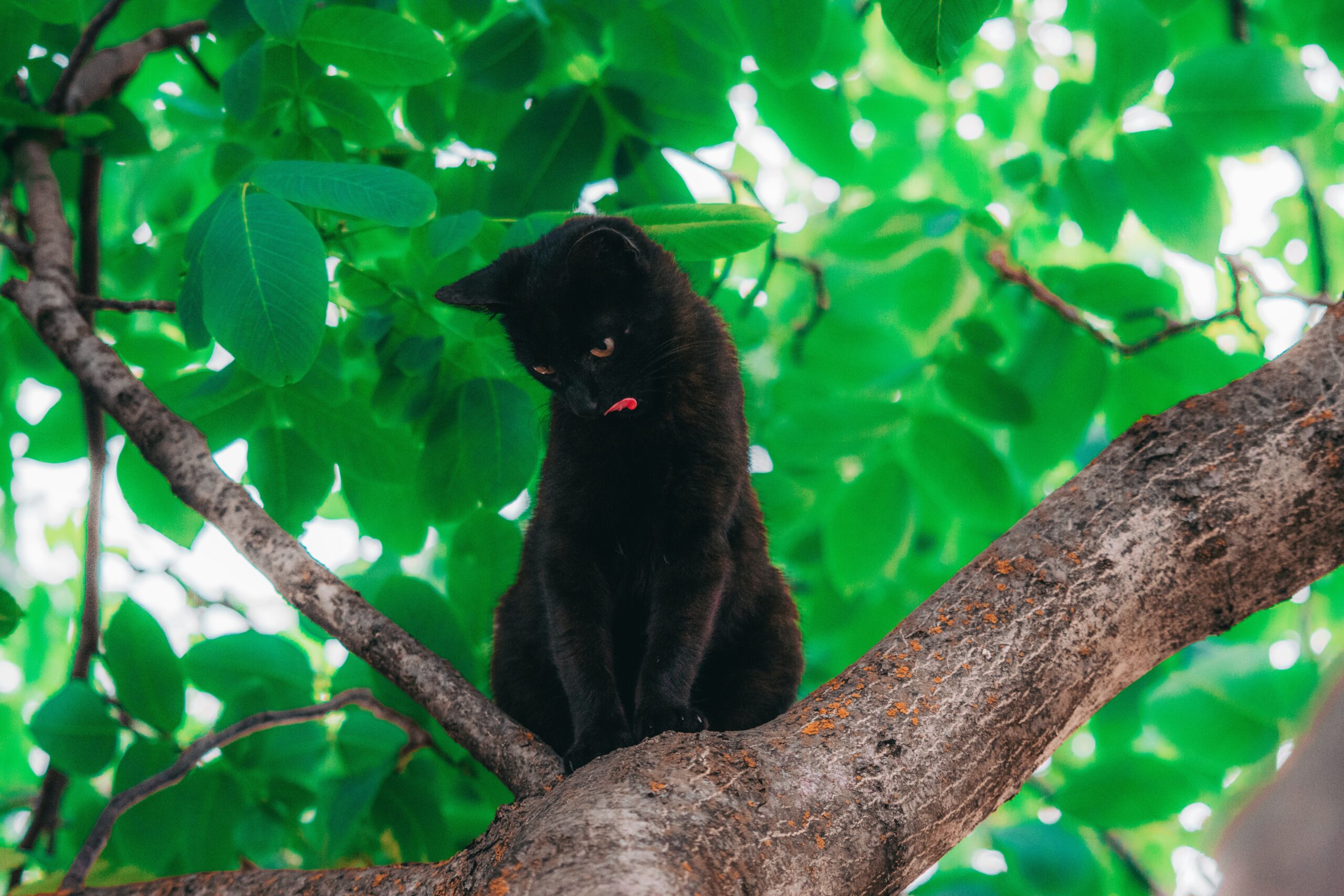世界各国の「猫の日」と「黒猫の日」設立の歴史